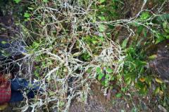 143-Chapare
