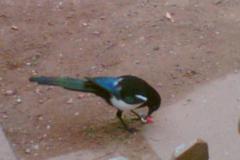 Bild017